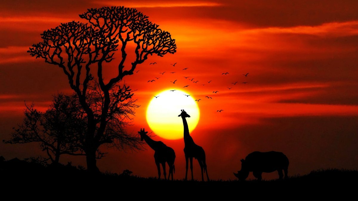 Sunset over African animals