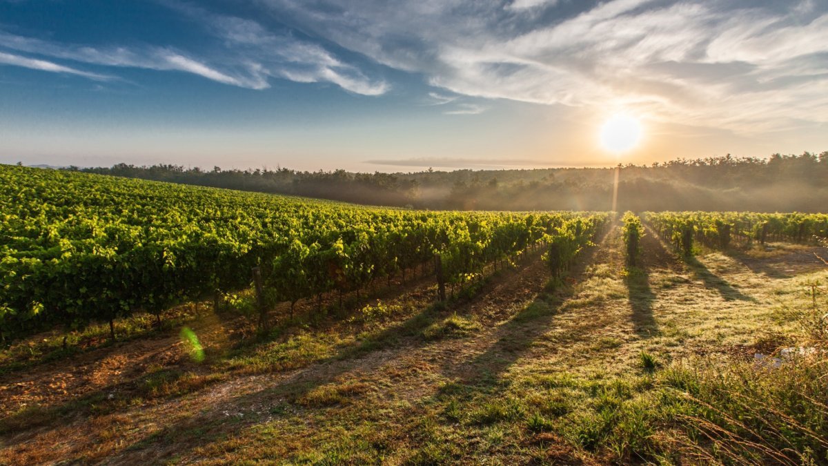 Sunrise over countryside