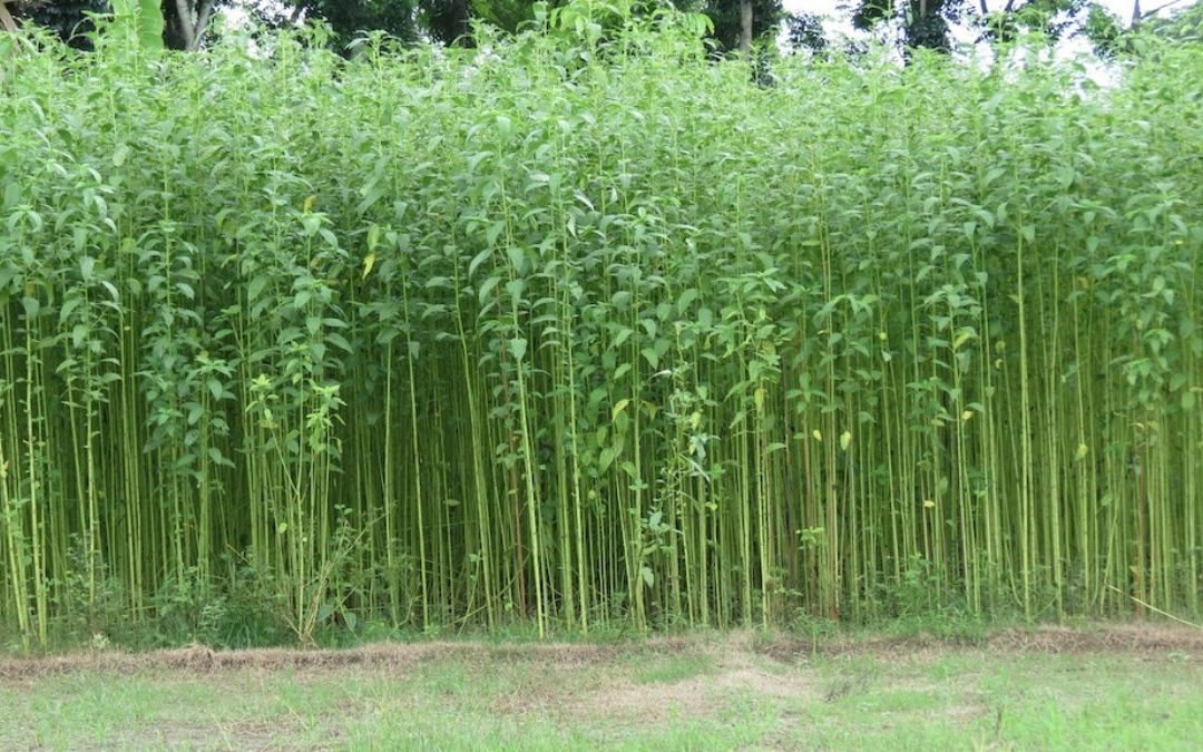 Jute