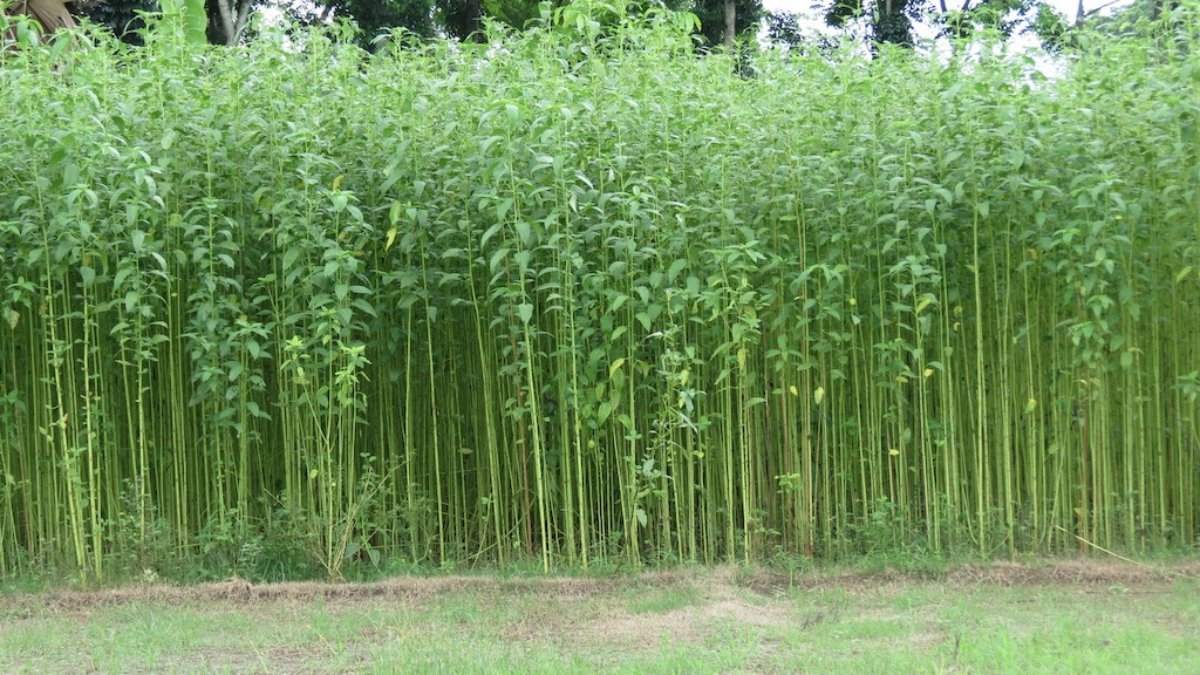 Field of Jute